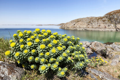 25 ROSEROOT STONECROP Golden Rose Root Sedum Rhodiola Rosea Yellow Succulent Flower Seeds