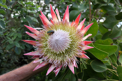 5 Giant KING PROTEA Cynaroides Sugarbush Rare 12" Flower Seeds