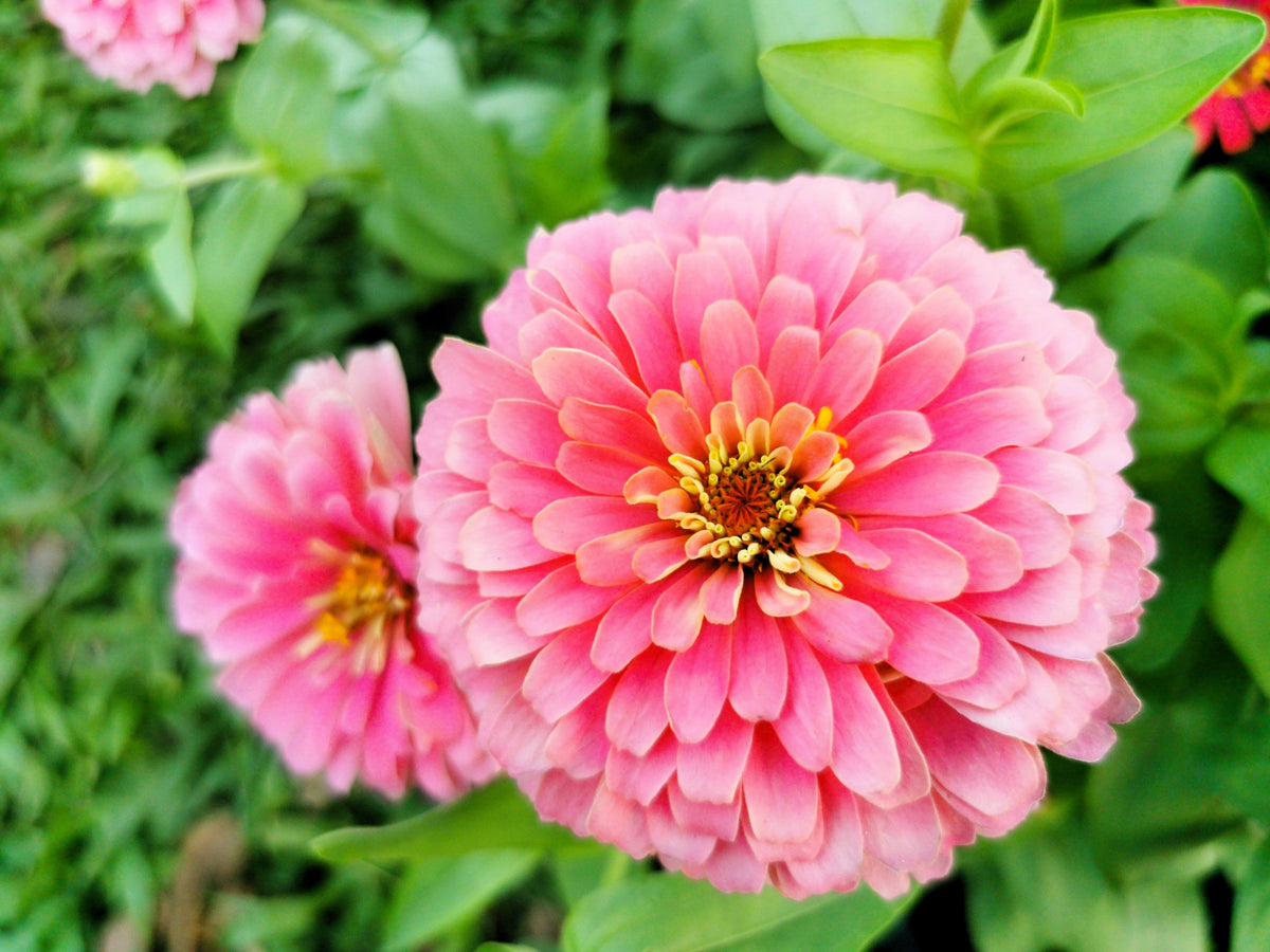 250 LUMINOSA PINK ZINNIA Elegans Flower Seeds