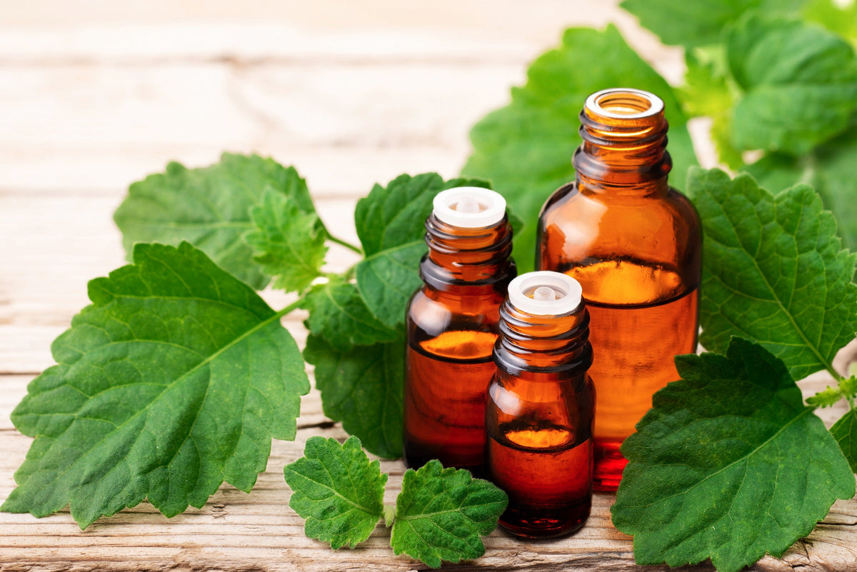 5 TRUE PATCHOULI SHRUB Fragrant Patchouly Pogostemon Cablin Herb Seeds