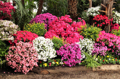 25 MIXED COLORS AZALEA Rhododendron spp. Red, Pink, Purple, White Flower Shade Bush Shrub Seeds