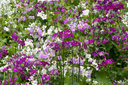 100 LAVENDER FAIRY PRIMROSE Purple Primula Malacoides Baby Primrose Shade Houseplant Flower Seeds