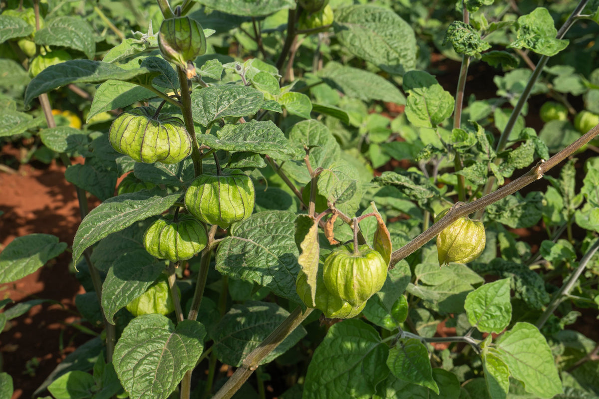 50 PERUVIAN GROUND CHERRY Physalis Peruviana Cape Gooseberry Fruit Veggie Seeds