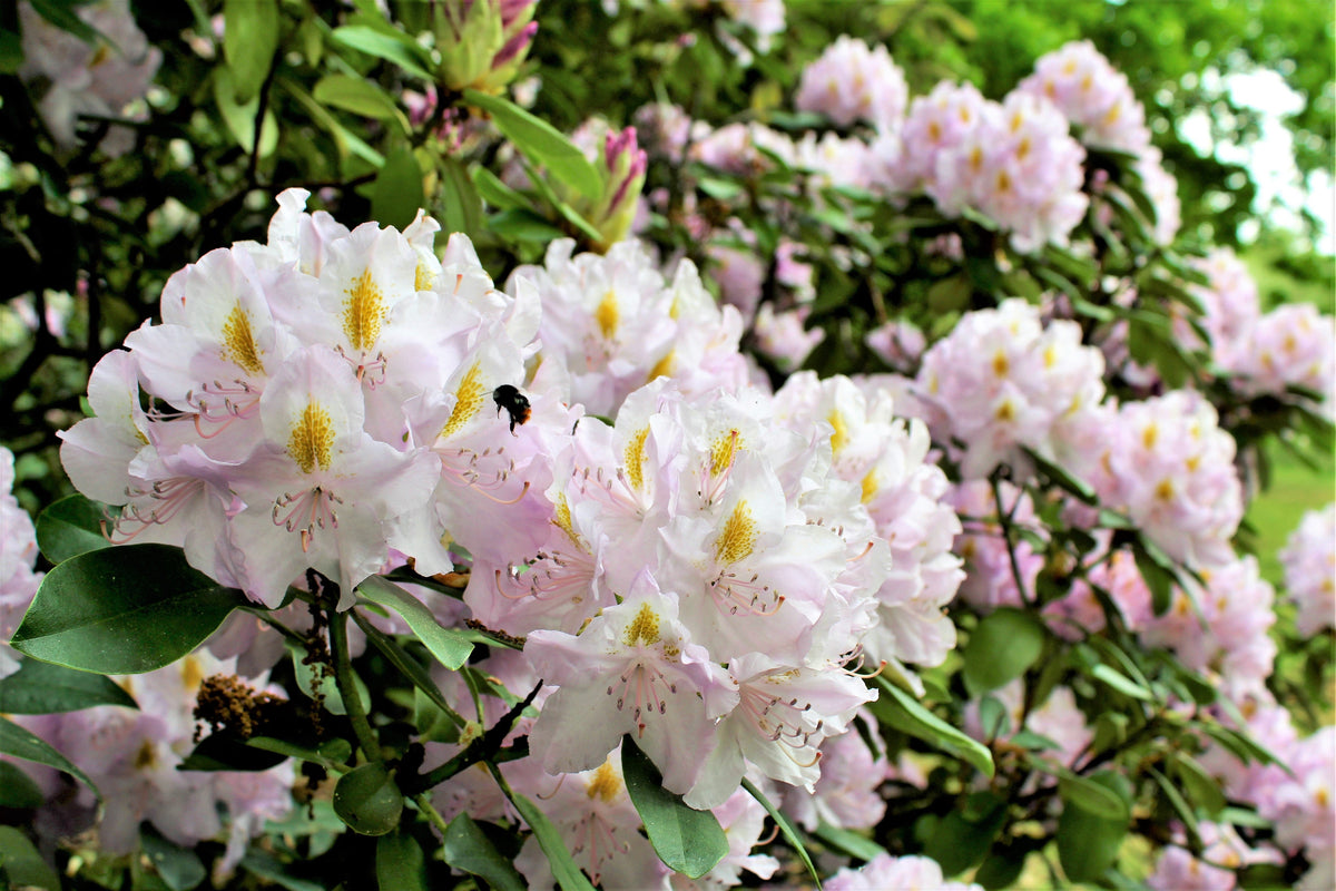 50 MIXED HYBRIDS RHODODENDRON spp. Mixed Colors - Red, Pink, Purple, White, Yellow, Orange Flower Sun or Shade Bush Shrub Seeds