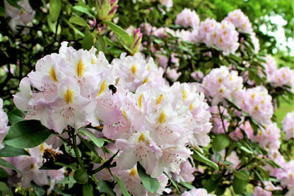 50 MIXED HYBRIDS RHODODENDRON spp. Mixed Colors - Red, Pink, Purple, White, Yellow, Orange Flower Sun or Shade Bush Shrub Seeds