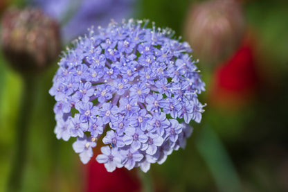 100 Organic BLUE LACE FLOWER aka Didiscus & Island Daisy Trachymene Coerulea Flower Seeds
