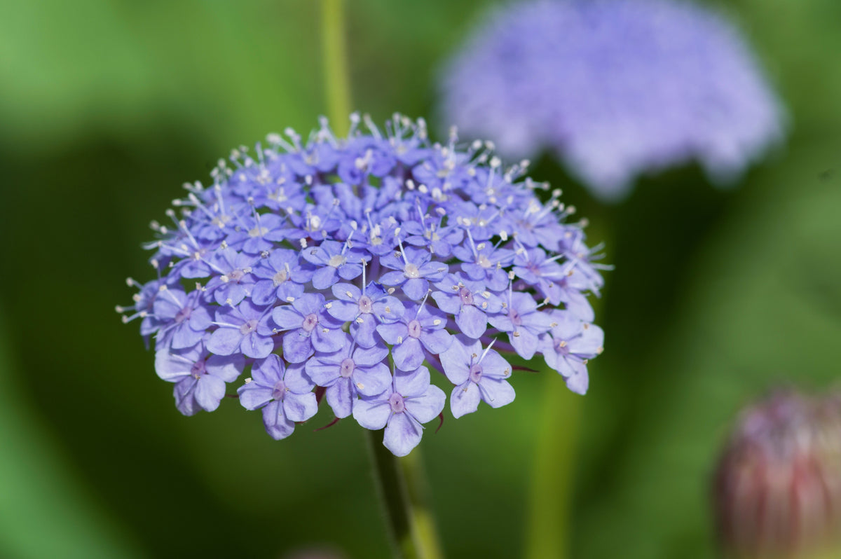 100 Organic BLUE LACE FLOWER aka Didiscus & Island Daisy Trachymene Coerulea Flower Seeds