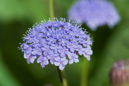 100 Organic BLUE LACE FLOWER aka Didiscus & Island Daisy Trachymene Coerulea Flower Seeds