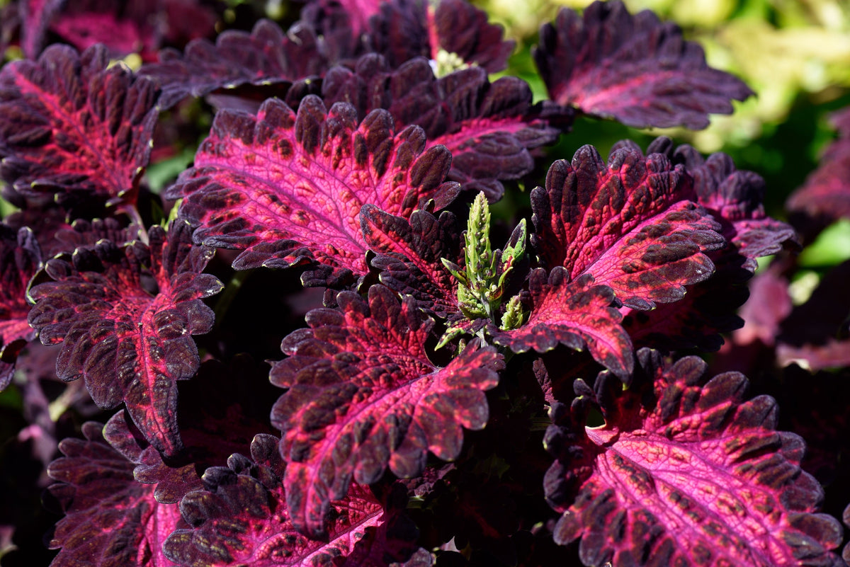 20 BLACK DRAGON COLEUS Solenostemon Scutellarioides Painted Nettle Maroon & Black Shade Flower Seeds