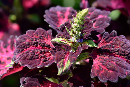 20 BLACK DRAGON COLEUS Solenostemon Scutellarioides Painted Nettle Maroon & Black Shade Flower Seeds