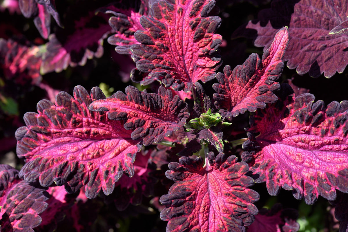 20 BLACK DRAGON COLEUS Solenostemon Scutellarioides Painted Nettle Maroon & Black Shade Flower Seeds