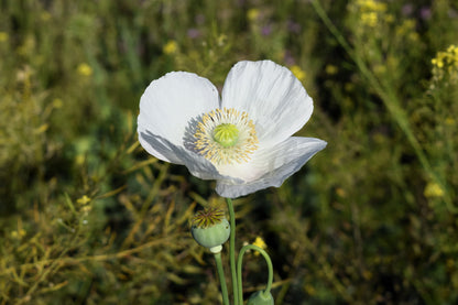 250 PERSIAN WHITE POPPY Papaver Somniferum Flower Seeds