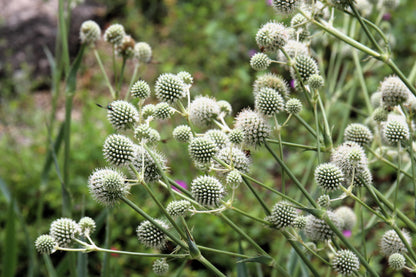 200 RATTLESNAKE MASTER / Button Snakeroot  Eryngium Yuccifolium Flower Seeds