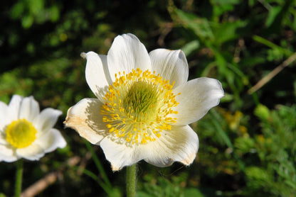 25 WHITE ANEMONE Pulsatilla Vulgaris PASQUE flower Seeds