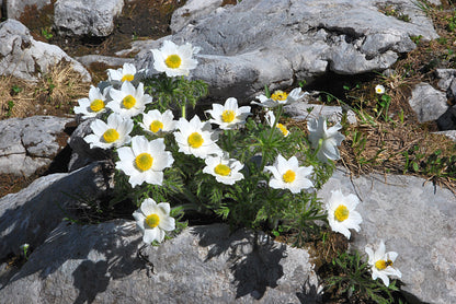 25 WHITE ANEMONE Pulsatilla Vulgaris PASQUE flower Seeds