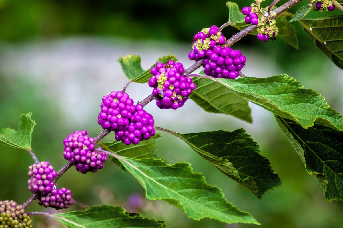 40 American PURPLE BEAUTYBERRY Shrub Flower Callicarpa Americana Seeds