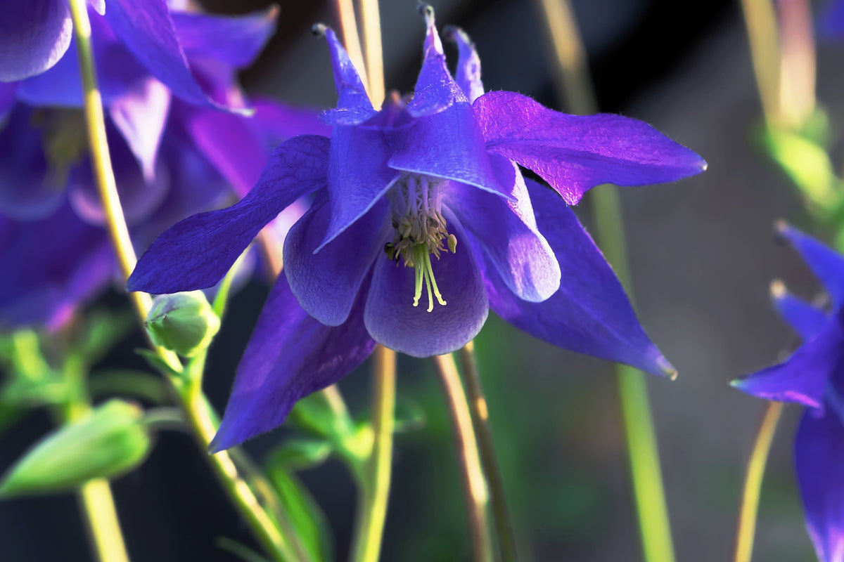 100 PURPLE COLUMBINE Aquilegia Vulgaris Flower Seeds