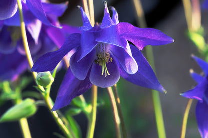 100 PURPLE COLUMBINE Aquilegia Vulgaris Flower Seeds