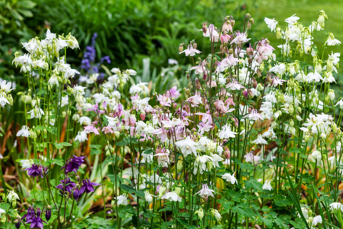 100 TALL DOUBLE COLUMBINE Aquilegia Vulgaris Mixed Colors Red, Pink, Purple, & White Flower Seeds