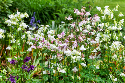 100 TALL DOUBLE COLUMBINE Aquilegia Vulgaris Mixed Colors Red, Pink, Purple, & White Flower Seeds