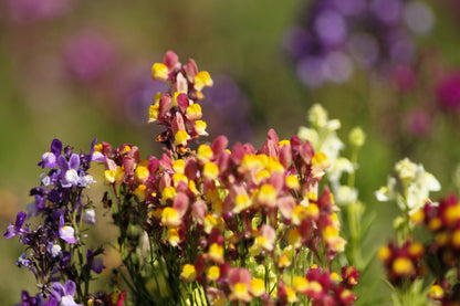 2000 Mixed MOROCCAN TOADFLAX / SNAPDRAGON Linaria Maroccana Flower Seeds