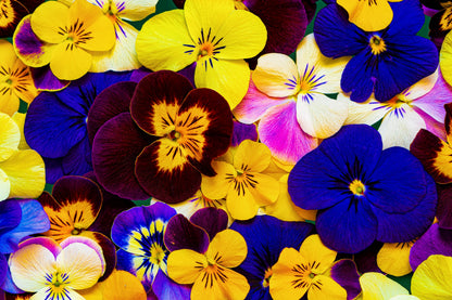 250 Mixed Colors SWISS GIANT PANSY Viola Wittrockiana Flower Seeds