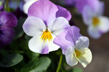 50 Light JOHNNY JUMP UP Viola Tricolor Violet Flower Seeds