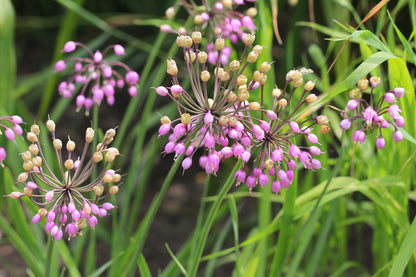 250 ALLIUM NODDING ONION Allium Cernuum Flower Seeds