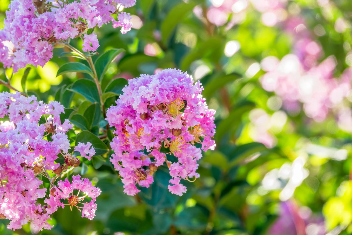 35 Light PINK CREPE MYRTLE Crape Tree Shrub Lagerstroemia Indica Flower Seeds