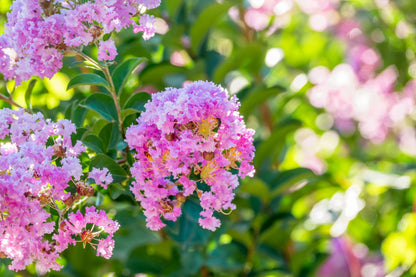 35 Light PINK CREPE MYRTLE Crape Tree Shrub Lagerstroemia Indica Flower Seeds