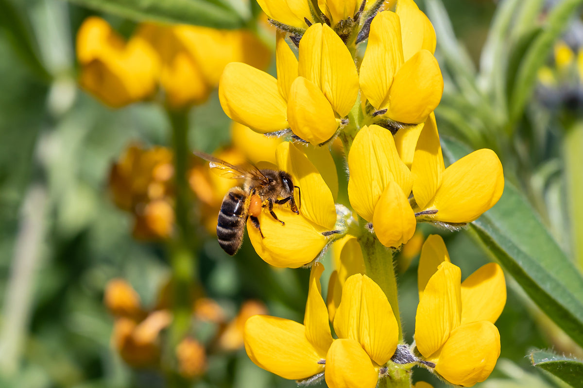 50 GOLDEN LUPINE Lupinus Densiflorus Yellow Hummingbird Flower Seeds