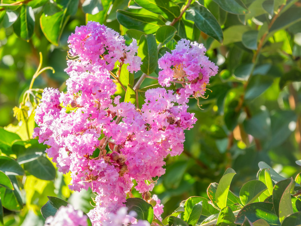 35 Light PINK CREPE MYRTLE Crape Tree Shrub Lagerstroemia Indica Flower Seeds