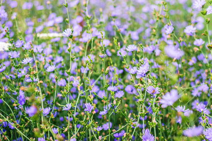 1000 CHICORY (Blue Daisy / Blue Sailors / Coffeeweed / Succory) Cichorium Intybus Flower Herb Seeds