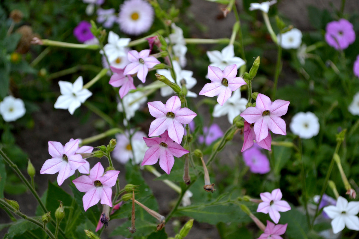 100 Heirloom MIXED COLORS NICOTIANA (Ornamental Flowering Tobacco) Nicotiana Alata Flower Seeds