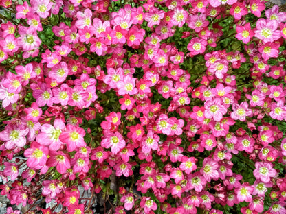 50 ROSE ROBE SAXIFRAGA Arendsii Mossy Rockfoil Evergreen Flower Seeds