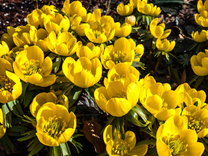 10 WINTER ACONITE Eranthis Hyemalis Yellow Sun Shade Flower Seeds