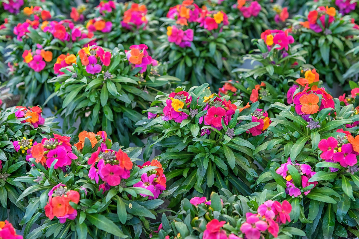 300 Mixed Colors ENGLISH Aegean WALLFLOWER Cheiranthus Cheiri Erysimum Pink Red Yellow Purple Bicolor Flower SeedsSeeds