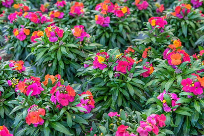 300 Mixed Colors ENGLISH Aegean WALLFLOWER Cheiranthus Cheiri Erysimum Pink Red Yellow Purple Bicolor Flower SeedsSeeds