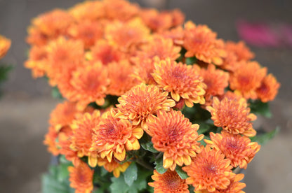 50 Mixed Colors INDIAN CHRYSANTHEMUM Indicum Hardy Mum Double Red Yellow Pink Orange Purple Bicolor Flower Seeds