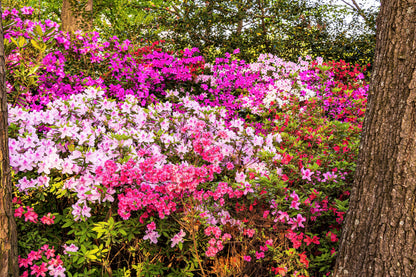 25 MIXED COLORS AZALEA Rhododendron spp. Red, Pink, Purple, White Flower Shade Bush Shrub Seeds