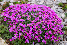 150 SPRING CHARM ROCKCRESS Rose Rock Cress Arabis Arendsii Flower Mix Seeds