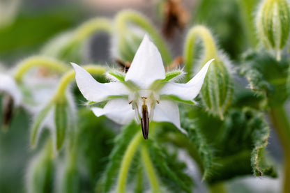 50 WHITE BORAGE Borago Officinalis Bianca Herb Flower Seeds