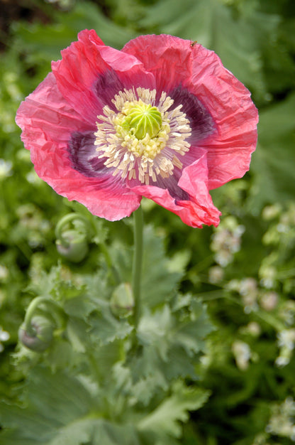 1000 POPPY " THE GIANT " Papaver Giganteum Pink & Purple Huge Pods Flower Seeds