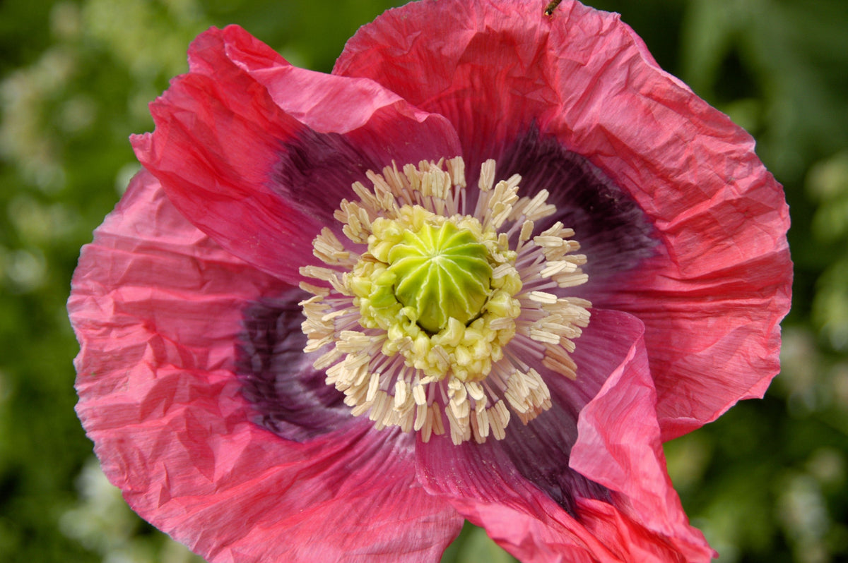 1000 POPPY " THE GIANT " Papaver Giganteum Pink & Purple Huge Pods Flower Seeds