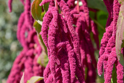 500 LOVE LIES BLEEDING Amaranthus Caudatus (Kiss Me Over The Garden Gate) Flower Seeds