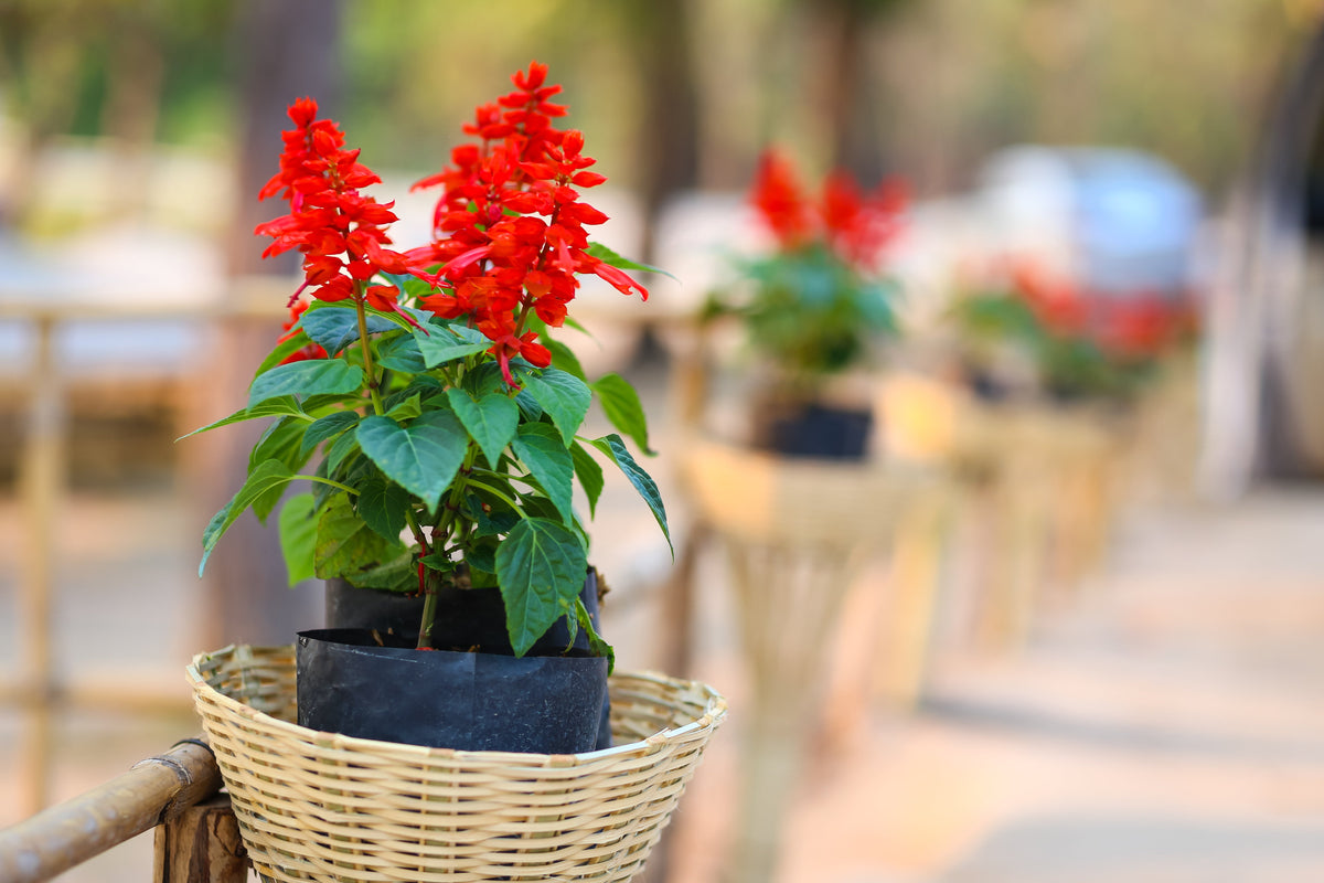 400 SCARLET SAGE (Lady-In-Red Salvia / Blood Sage / Red Texas Sage) Salvia Coccinea Flower Seeds
