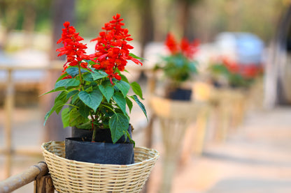 400 SCARLET SAGE (Lady-In-Red Salvia / Blood Sage / Red Texas Sage) Salvia Coccinea Flower Seeds