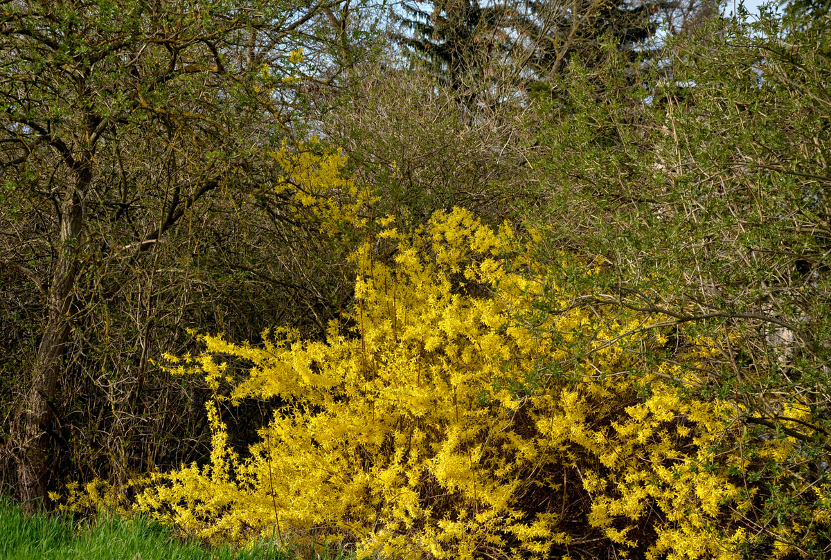 10 DWARF GOLDEN RAIN TREE Koelreuteria Paniculata Nana Yellow Flower Seeds