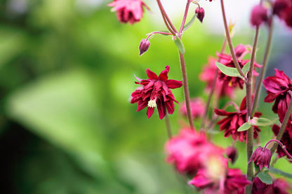 100 TALL DOUBLE COLUMBINE Aquilegia Vulgaris Mixed Colors Red, Pink, Purple, & White Flower Seeds