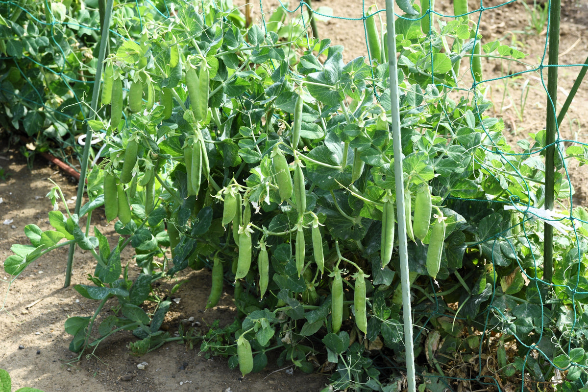 50 Super SUGAR SNAP PEA Pisum Sativum Macrocarpon Vegetable Seeds